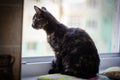 Tortie kitten sitting at window watching closely Royalty Free Stock Photo