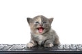 Tortie kitten using computer isolated Royalty Free Stock Photo