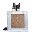 Maine Coon cat kitten holding photo frame Royalty Free Stock Photo