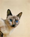 Tortie Point Siamese Domestic Cat, Portrait of Adult wiht Blue Eyes Royalty Free Stock Photo