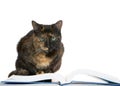 Tortie Tabby Cat crouched over a book looking at viewer