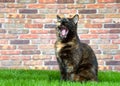 Tortie Tabby Cat in grass mouth wide open Royalty Free Stock Photo