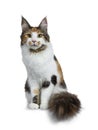 Sweet pretty tortie young adult Maine Coon girl cat sitting up isolated on white background looking at camera with big tail beside Royalty Free Stock Photo