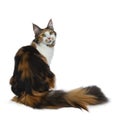 Sweet pretty tortie young adult Maine Coon girl cat sitting backwards isolated on white background and looking at camera with big Royalty Free Stock Photo