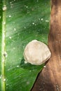 Tortilla dough in an altar of Hanal Pixan, day of the dead, Yucatan, Mexico