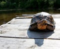 Tortise basking in the sun Royalty Free Stock Photo