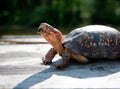 Tortise basking in the sun Royalty Free Stock Photo