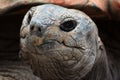 Tortise Head Royalty Free Stock Photo