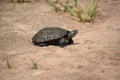 The tortise Royalty Free Stock Photo