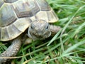 Tortoise Royalty Free Stock Photo