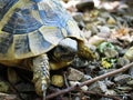 Tortoise 1