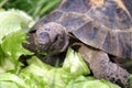 Tortoise Royalty Free Stock Photo