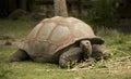 Tortoise