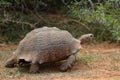 Tortoise Royalty Free Stock Photo