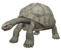 Tortoise Royalty Free Stock Photo
