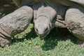 Tortoise Royalty Free Stock Photo