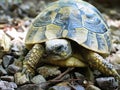 Tortoise 2