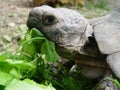 Tortoise