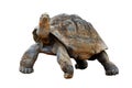 Tortoise Royalty Free Stock Photo