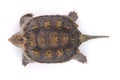 Tortoise Royalty Free Stock Photo