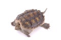 Tortoise Royalty Free Stock Photo