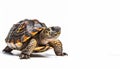 Tortoise animal on isolated white background