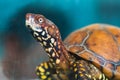 Tortoise_AP Royalty Free Stock Photo