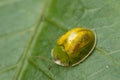 Tortoise beetle Royalty Free Stock Photo