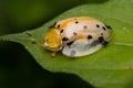 Tortoise beetle Royalty Free Stock Photo