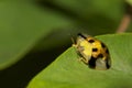 Tortoise Beetle