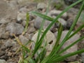 Tortoise beetle on grass with bedrock background