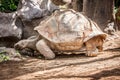 Tortoise Royalty Free Stock Photo