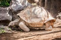 Tortoise Royalty Free Stock Photo