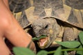 A tortoise biting into a green leaf Royalty Free Stock Photo