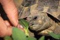 A tortoise biting into a green leaf Royalty Free Stock Photo