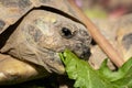 A tortoise biting into a green leaf Royalty Free Stock Photo