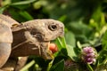 A tortoise biting into a red clover plant Royalty Free Stock Photo