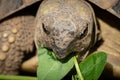 A tortoise biting into a red clover plant Royalty Free Stock Photo