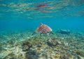 Tortoise in blue water. Olive green turtle underwater photo. Royalty Free Stock Photo