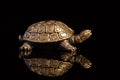 Tortoise bronze jewelry with a reflection