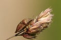 A Tortoise Bug, Eurygaster cf testudinaria, on grass seeds in a meadow. Royalty Free Stock Photo