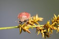 Tortoise Bug - Eurygaster testudinaria Royalty Free Stock Photo