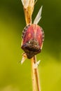 Tortoise bug, Eurygaster testudinaria. Royalty Free Stock Photo