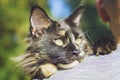 A tortoise cat Maine Coon is in the hands of a man. A man walks with a Maine Coon cat down the street Royalty Free Stock Photo