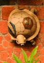 A Tortoise from Clay