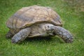 Tortoise Royalty Free Stock Photo