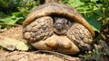 Tortoise ; Close up. Tortoise hiding in shell in nature, Turtle. Turtle looking forward. A Tortoise walking on soil land, turtle.