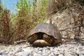 Tortoise ; Close up. Tortoise hiding in shell in nature, Turtle. Turtle looking forward. A Tortoise walking on soil land, turtle.