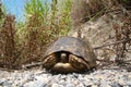 Tortoise ; Close up. Tortoise hiding in shell in nature, Turtle. Turtle looking forward. A Tortoise walking on soil land, turtle.