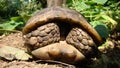 Tortoise ; Close up. Tortoise hiding in shell in nature, Turtle. Turtle looking forward. A Tortoise walking on soil land, turtle.